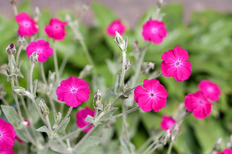 Lychnis coronaria (Rose Campion)