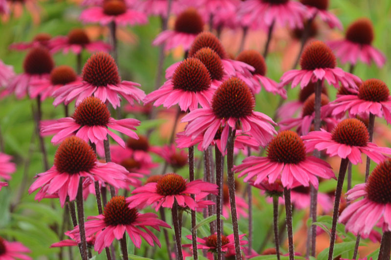 Echinacea 'Sensation Pink' (Coneflower)
