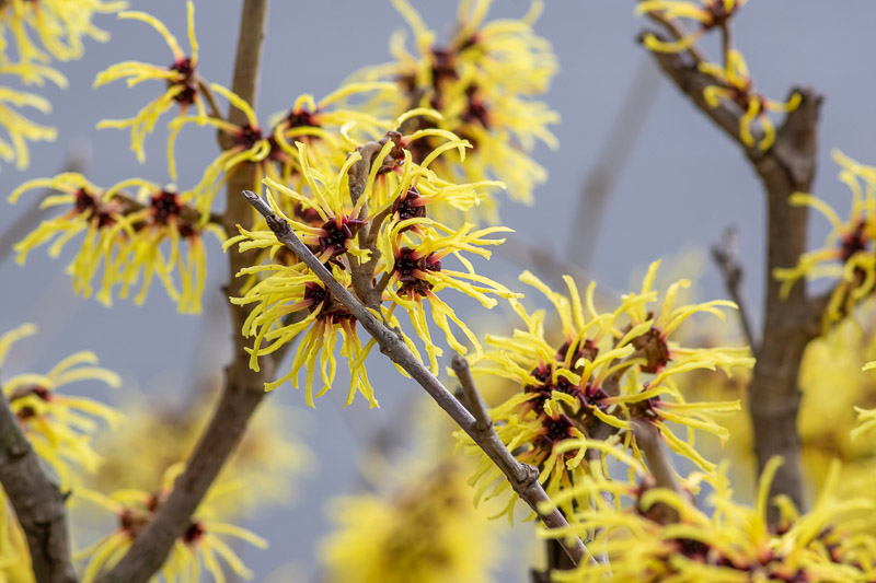 Hamamelis X Intermedia Arnold Promise Witch Hazel 
