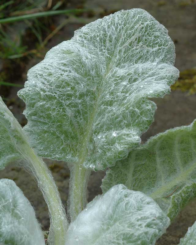 Salvia argentea (Silver Sage)