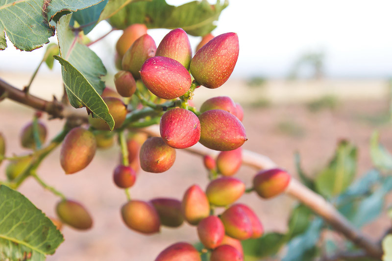 Pistacia vera (Pistachio)