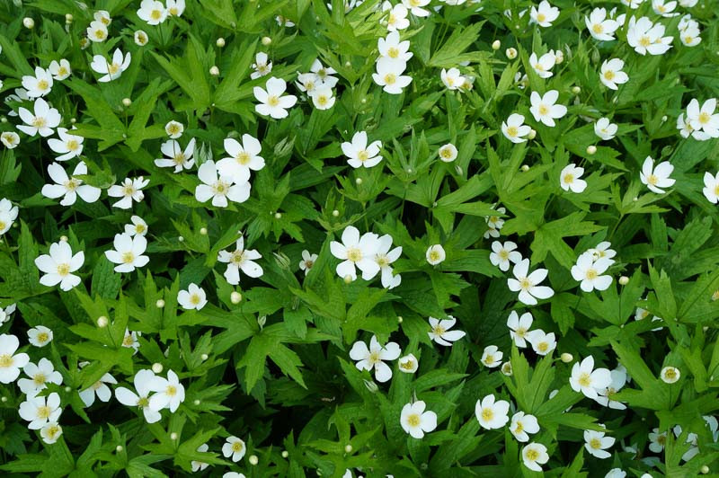 Anemone Canadensis Meadow Anemone 
