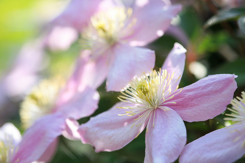 Clematis montana 'Fragrant Spring' (Montana Group)
