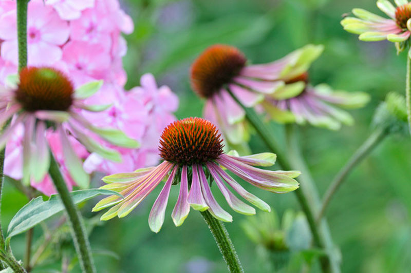 Echinacea purpurea 'Green Envy' (Coneflower)