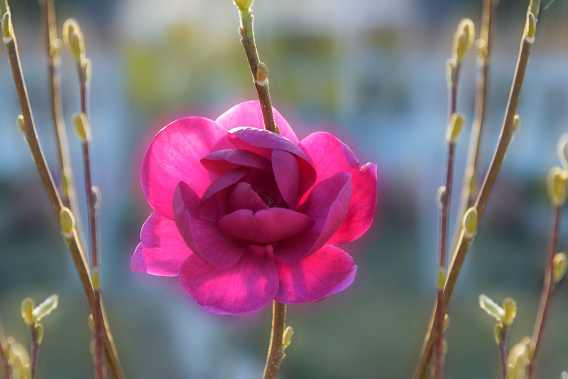 Magnolia 'Black Tulip'