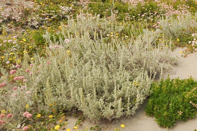 Image of Zinnia silver mound artemisia companion plant