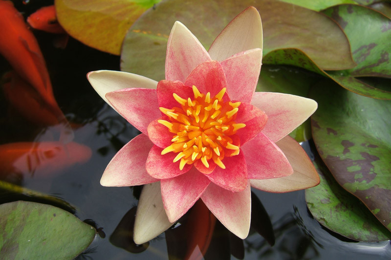Nymphaea 'Aurora' (Hardy Water Lily)