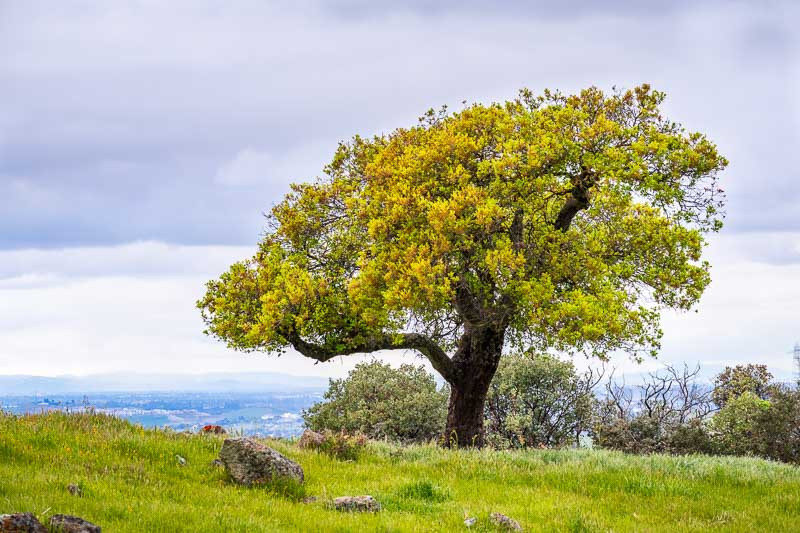 Quercus agrifolia (Coast Live Oak)