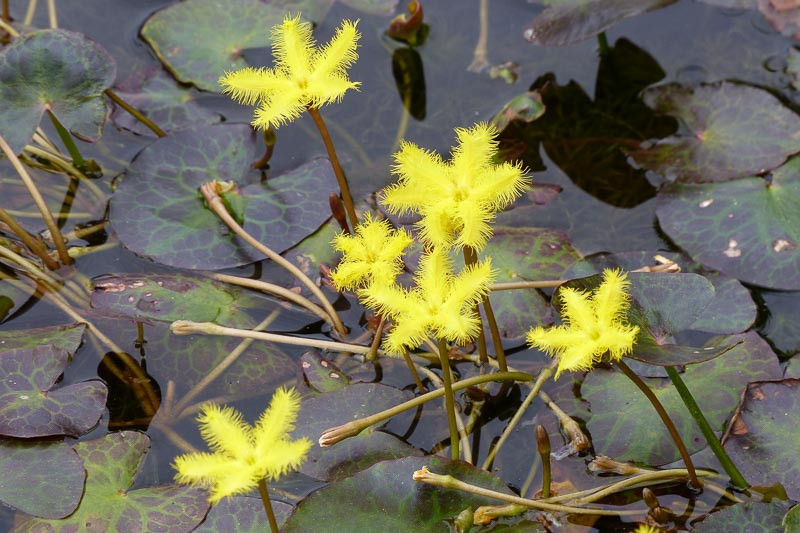 Nymphoides geminata (Yellow Snowflake)