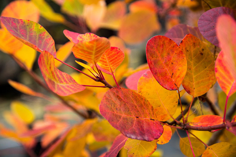 Image of Young Lady Smokebush in fall