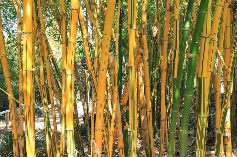 Bambusa vulgaris 'Vittata' (Painted Bamboo)
