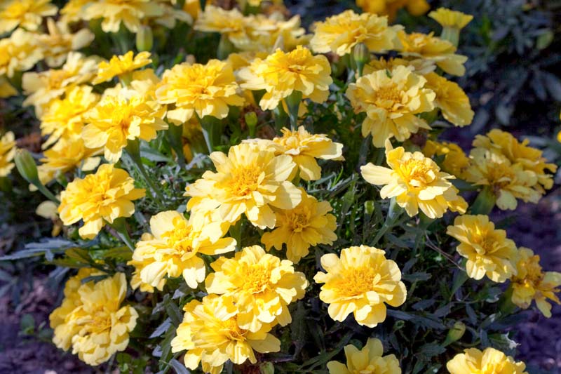 Tagetes patula 'Alumia Vanilla Cream' (French Marigold)