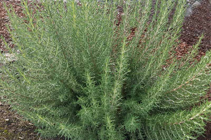 Rosmarinus officinalis 'Arp' (Rosemary)