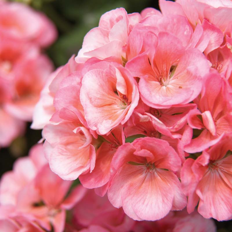Pelargonium 'Americana Salmon' (Zonal Geranium)