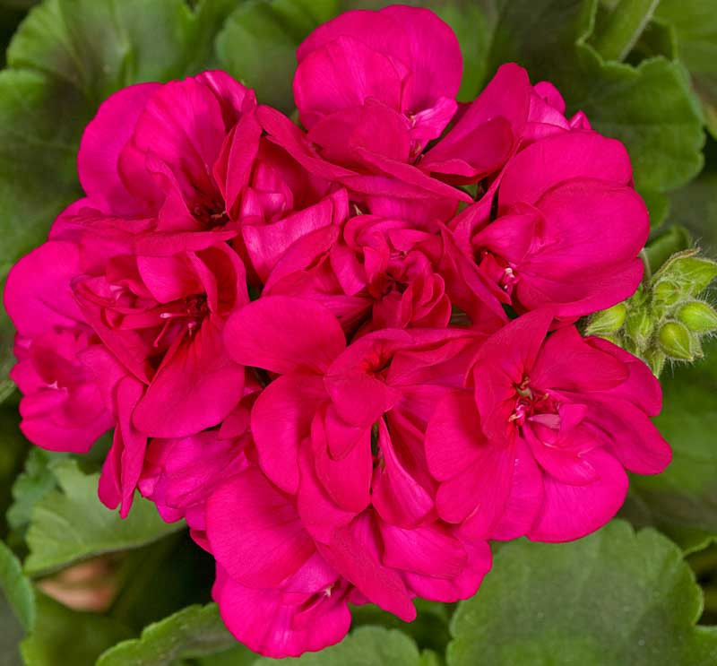 Pelargonium 'Americana Violet' (Zonal Geranium)