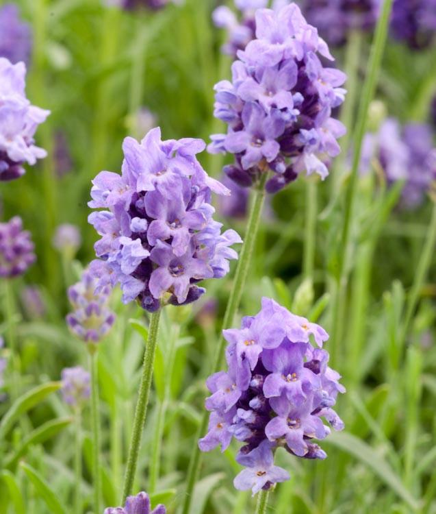 Lavandula Thumbelina