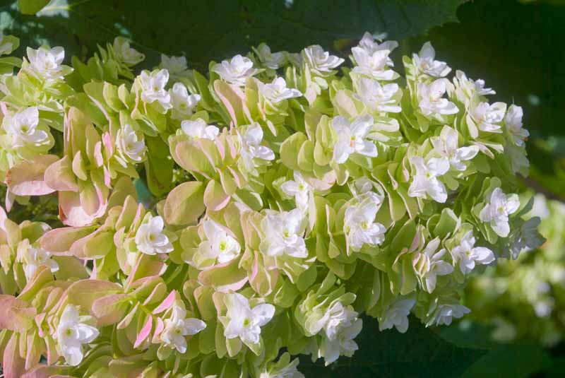 Hydrangea quercifolia 'Snowflake' (Oak Leaf Hydrangea)
