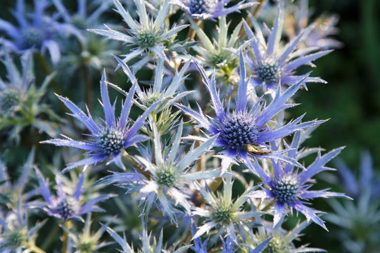 Eryngium Bourgatii Picos Blue Mediterranean Sea Holly Eryngium Bourgatii Picos Blue Mediterranean Sea Holly