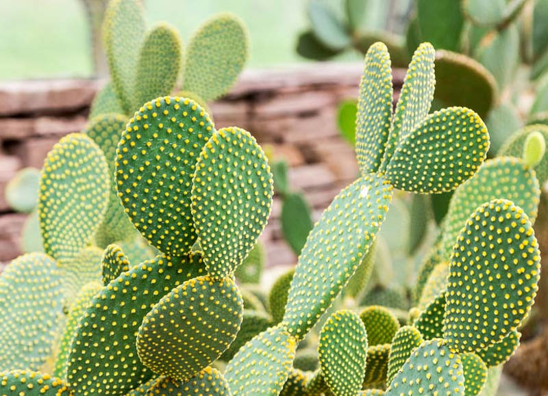 Opuntia microdasys (Bunny Ears)