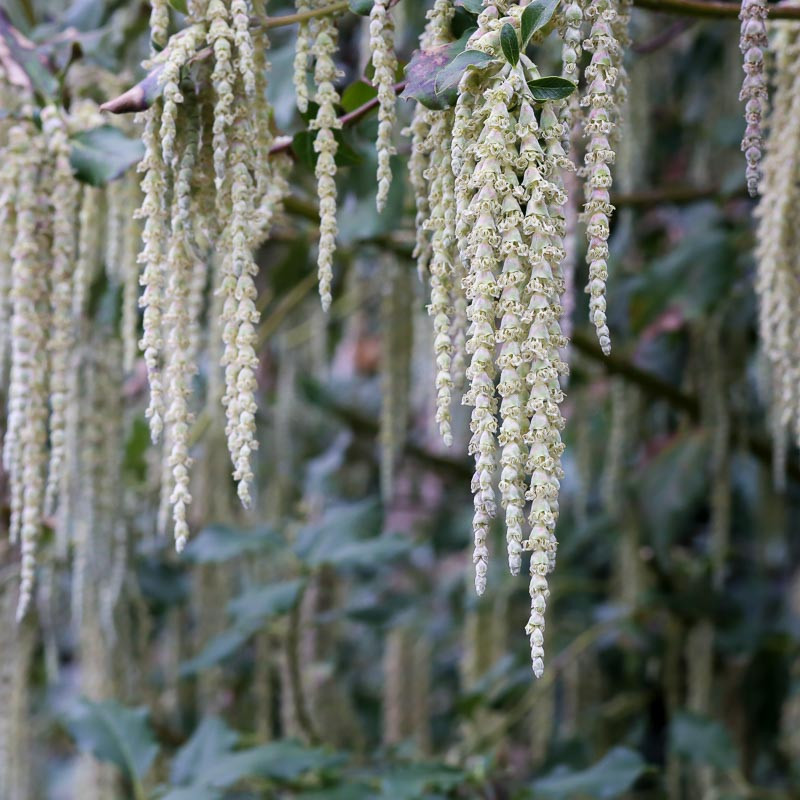 Garrya elliptica (Silk Tassel Bush)