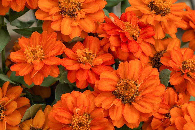 Zinnia 'Profusion Double Fire'