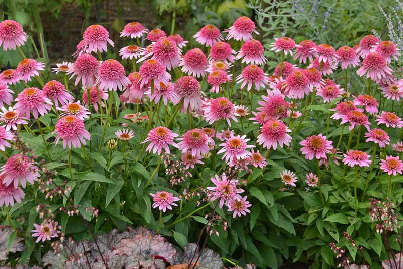Echinacea purpurea 'Butterfly Kisses' (Coneflower)