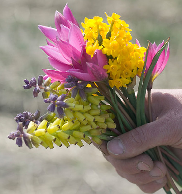 muscari-macrocarpum-golden-fragrance-grape-hyacinth