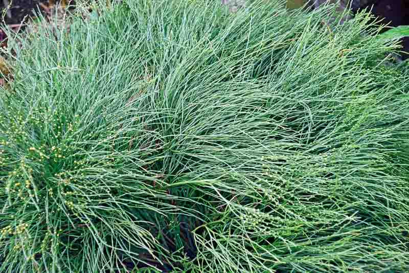 Psilotum nudum (Whisk Fern)