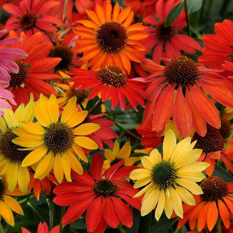 Echinacea 'Cheyenne Spirit' (Coneflower)