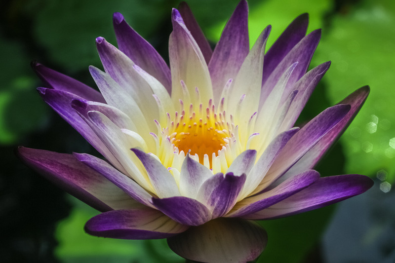 Nymphaea 'Purple Joy' (Tropical Water)