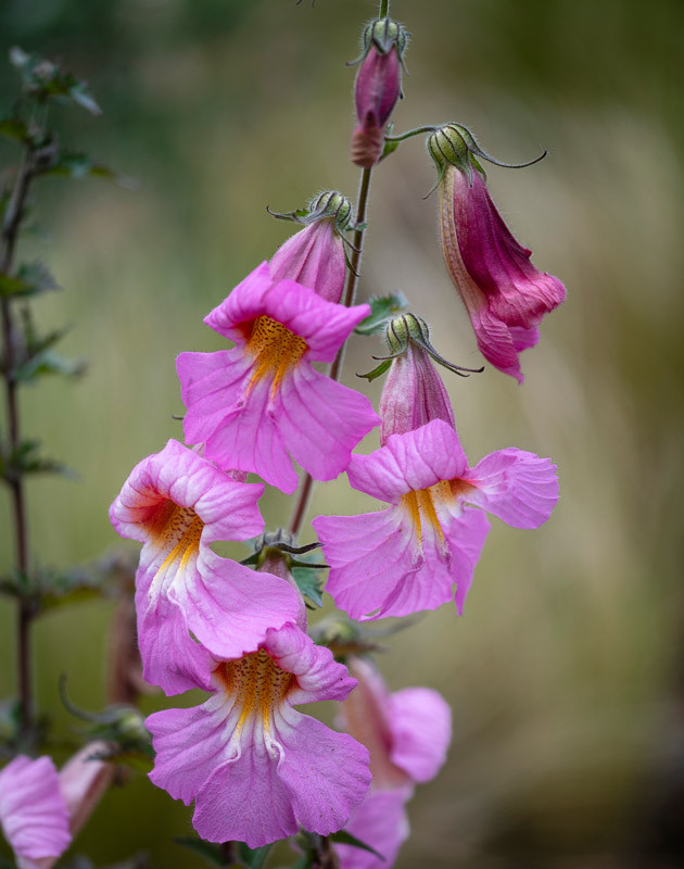Rehmannia elata (Chinese Foxglove)