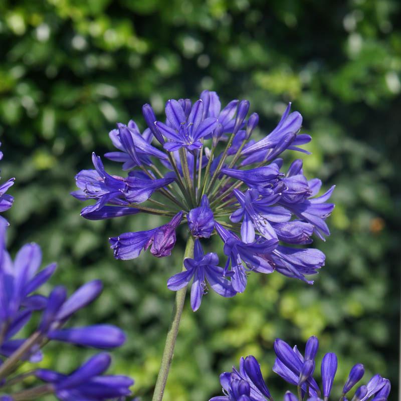 Agapanthus Brilliant Blue African Lily