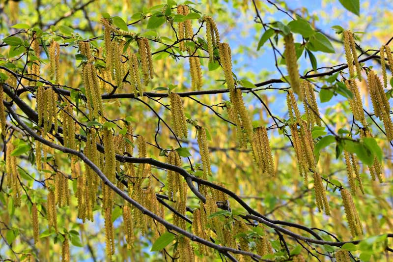 Alnus serrulata (Smooth Alder)
