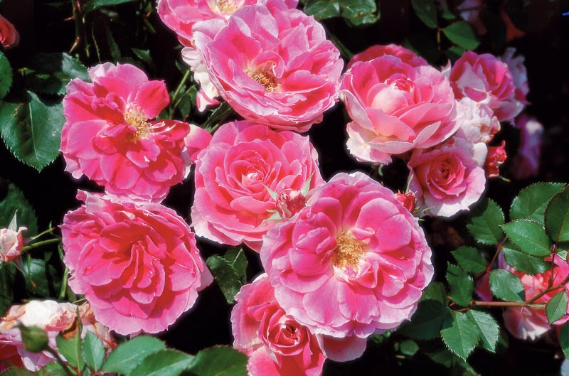 Rosa Carefree Wonder (Shrub Rose)