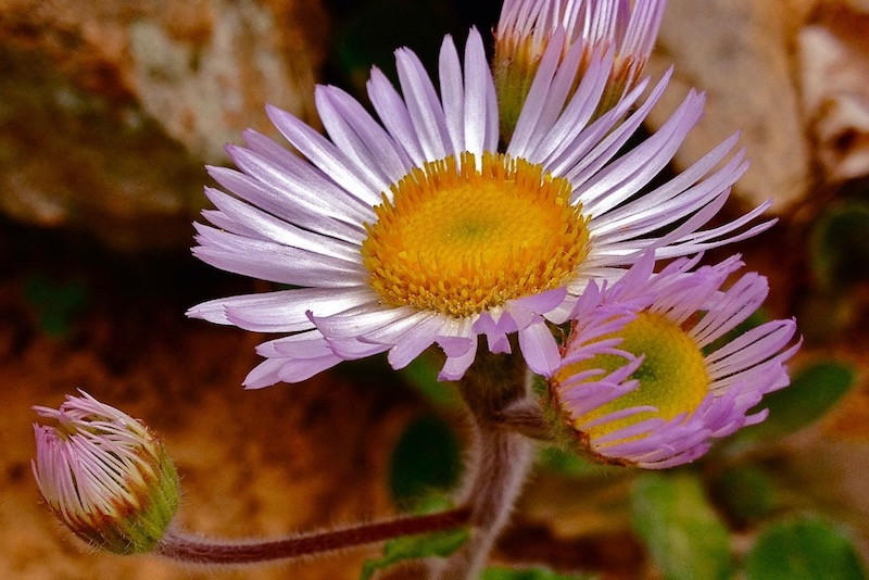 Erigeron pulchellus (Robin's Plantain)