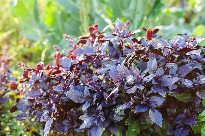 Ocimum basilicum 'Dark Opal' (Sweet Basil)