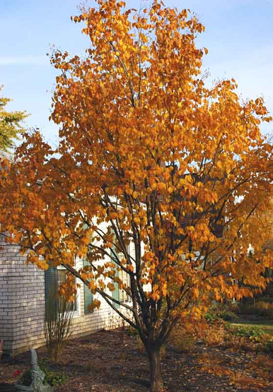 Image of Syringa pubescens tree in fall