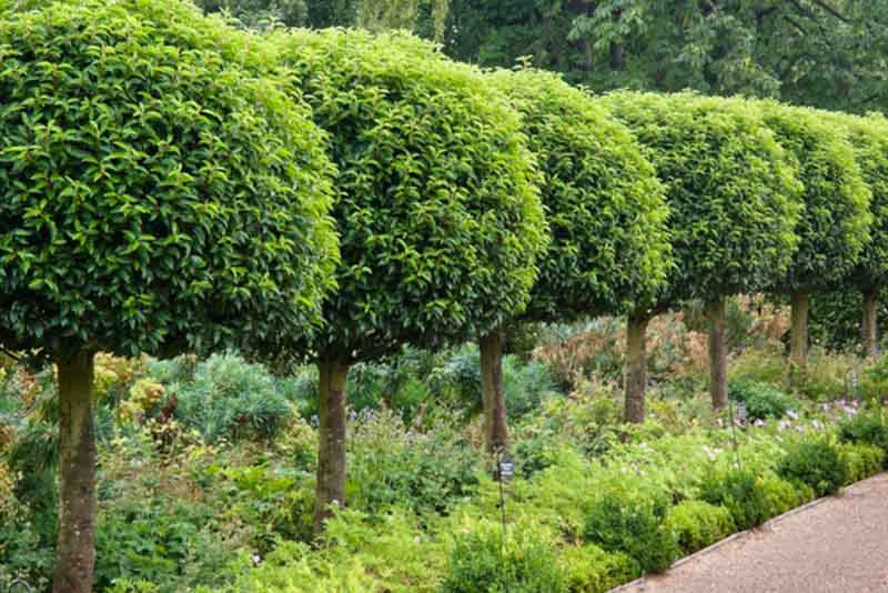 Prunus lusitanica (Portugal Laurel) Prunus lusitanica (Portugal Laurel)