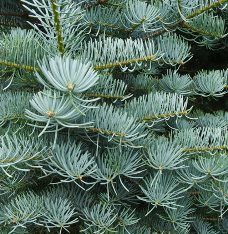 Abies concolor 'Candicans' (White Fir)