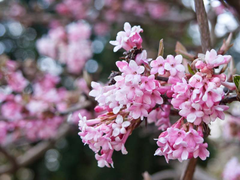 Viburnum × bodnantense 'Dawn' (Arrowwood)