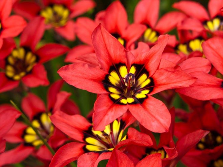 Sparaxis Tricolor Harlequin Flower