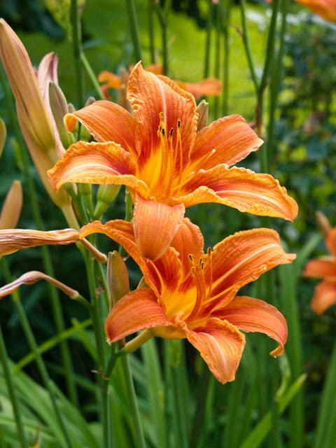Image of Orange daylily (Hemerocallis fulva) perennial