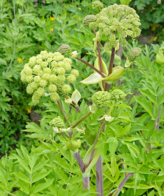 Angelica archangelica (Angelica)
