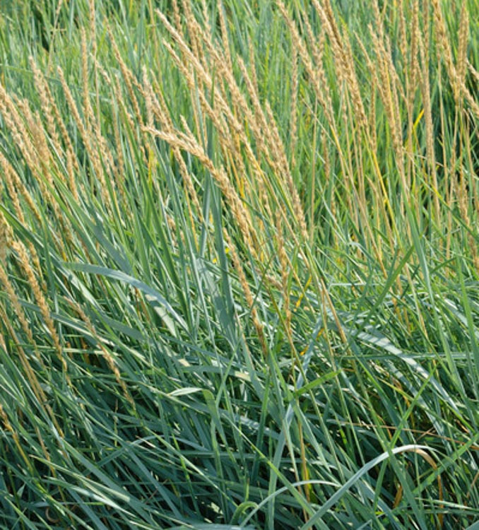Leymus arenarius (Blue Lyme Grass)