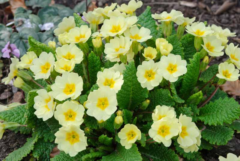 Primula vulgaris (Primrose)