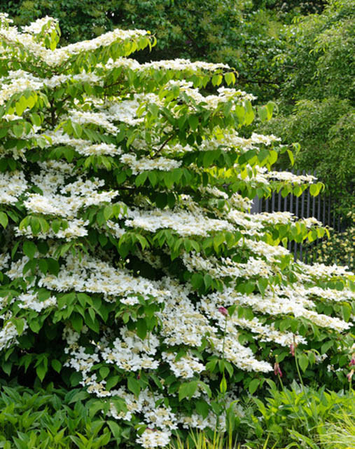 Viburnum plicatum f. tomentosum 'Shasta' (Doublefile Viburnum)