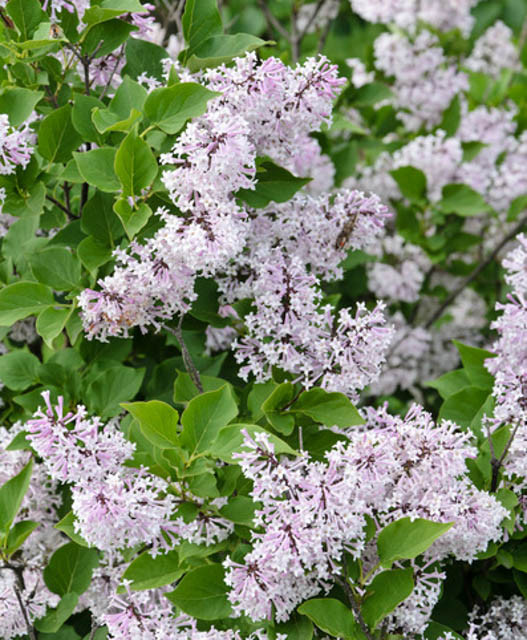 Syringa pubescens subsp. patula 'Miss Kim' (Lilac)
