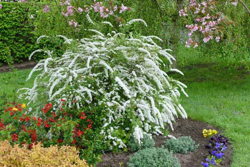 Image of Spirea Grefsheim in full bloom