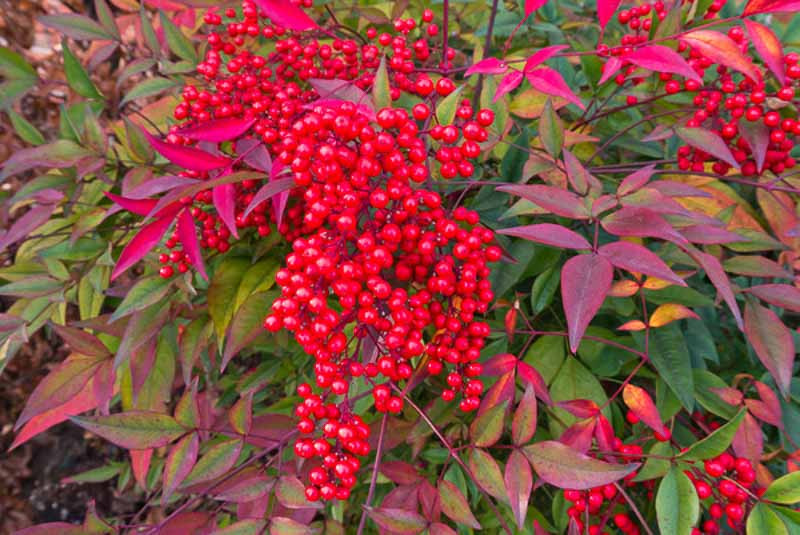 Image of Nandina domestica plant with bright red leaves