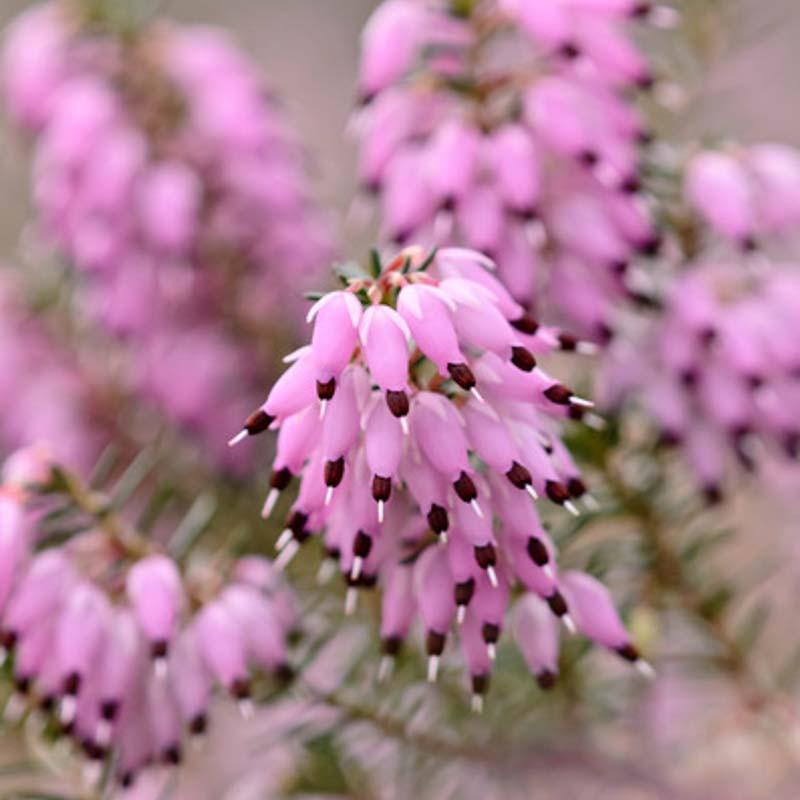 Erica carnea �December Red� (Winter Heath)